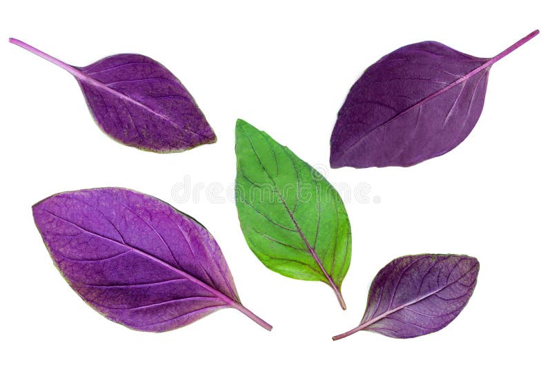 Purple and Green Basil Leaves Isolated on White Background. Basil Herb