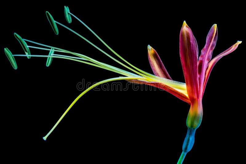 Purple And Green Flower Macro Photography Free Public Domain Cc0 Image