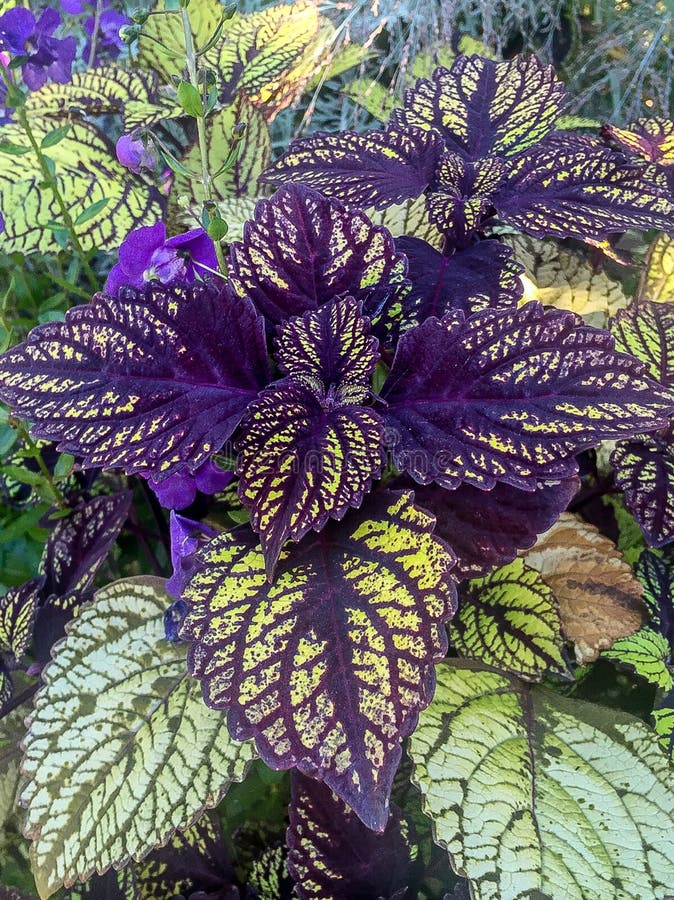 Purple and green plant stock image. Image of