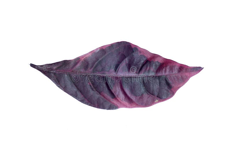 Purple griff leaf isolated on white background