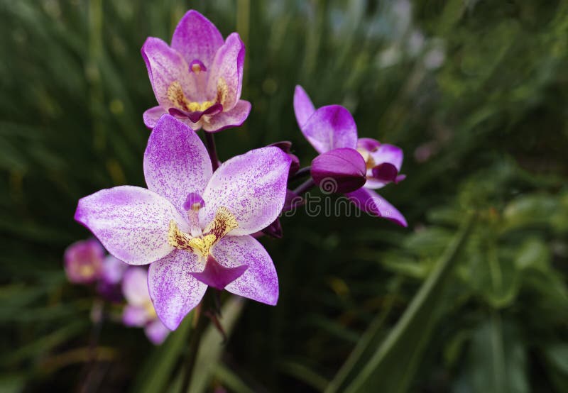 Purple Ground Orchid in Full Bloom Close Up Stock Photo Image of