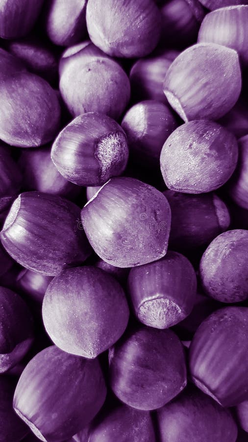 Purple hazelnuts stock image. Image of petal, violet 184387577