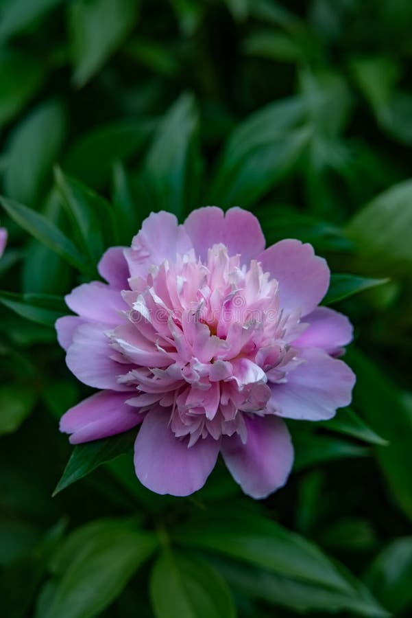 The Purple Head is Taken Close Stock Image Image of fresh, blooming
