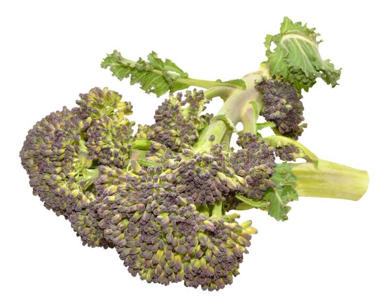 Purple Headed Broccoli stock image. Image of healthy 54337257