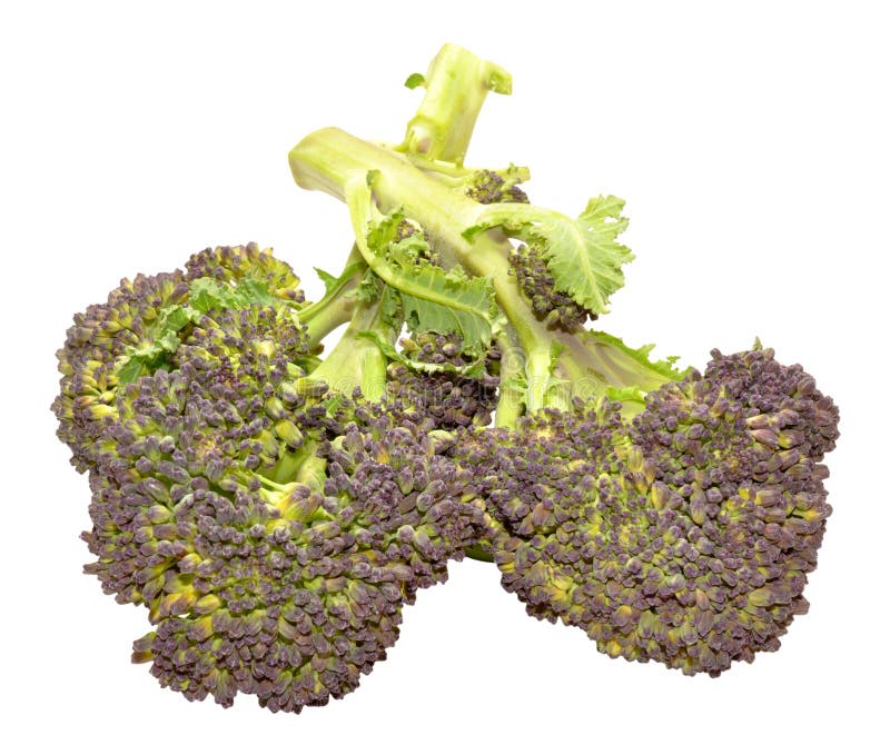 Purple Headed Broccoli stock photo. Image of flower, purple 54337378