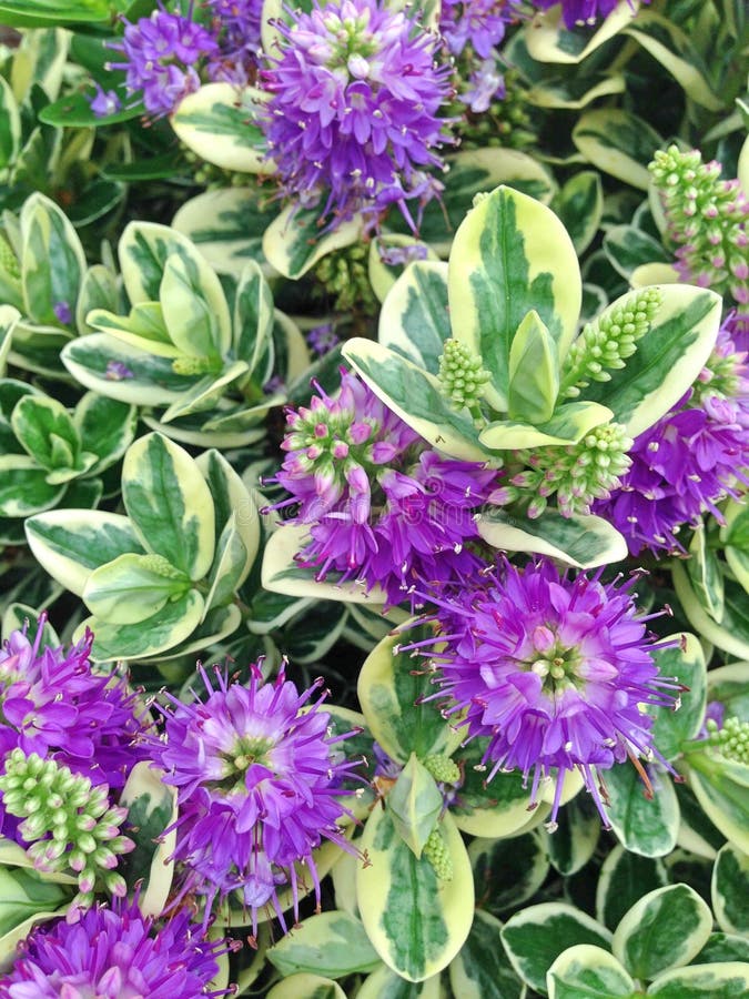 Purple Hebe Addenda Speciosa flowers.