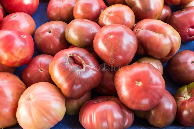 Purple Heirloom Tomatoes on the Vine Stock Image Image of tomatoes
