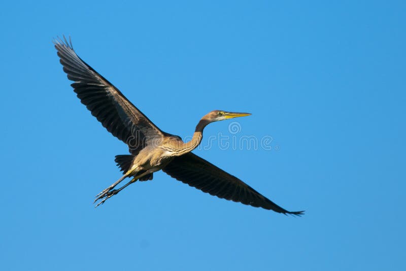 Purple Heron