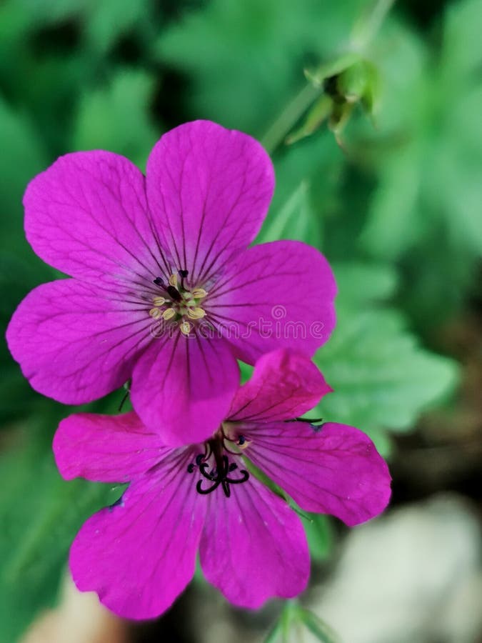 Purple Himalayan Geranium Flowers on Foreground Stock Image Image of