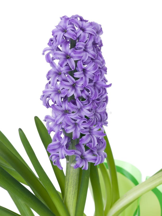 Purple hyacinth stock photo. Image of gardening, copy 19068234