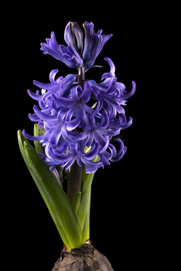 Hoa Hyacinth tím - một loài hoa đặc biệt với nét đẹp ngọt ngào và lãng mạn. Hãy chiêm ngưỡng những bức ảnh tuyệt đẹp về hoa Hyacinth tím, và tận hưởng vẻ đẹp tinh tế của những cánh hoa mềm mại, giống như một \