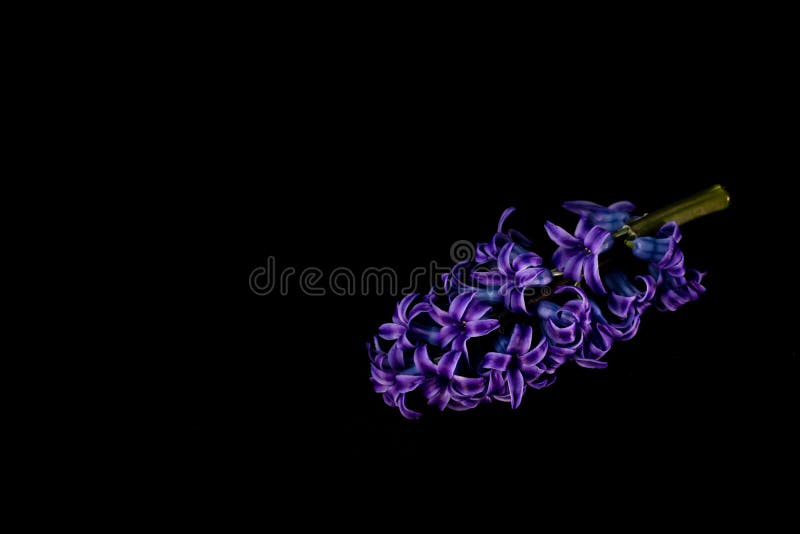 Màu tím đậm của hoa hyacinth trên nền tường màu tối mang đến một không gian trang nhã và thú vị, hãy khám phá ngay bức tranh này.