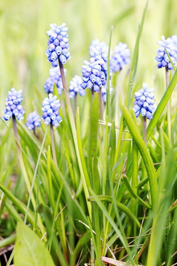 Purple hyacinth flowers stock image. Image of detail 96885873