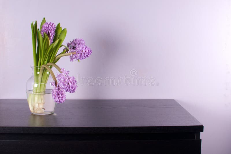 Purple hyacinth in glass vase on black furniture. Purple hyacinth in glass vase on black furniture