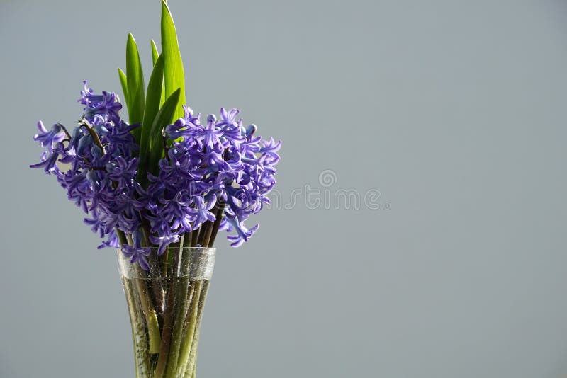 Purple Hyacinth in a Vase. Floral Background with Spring Flower ...