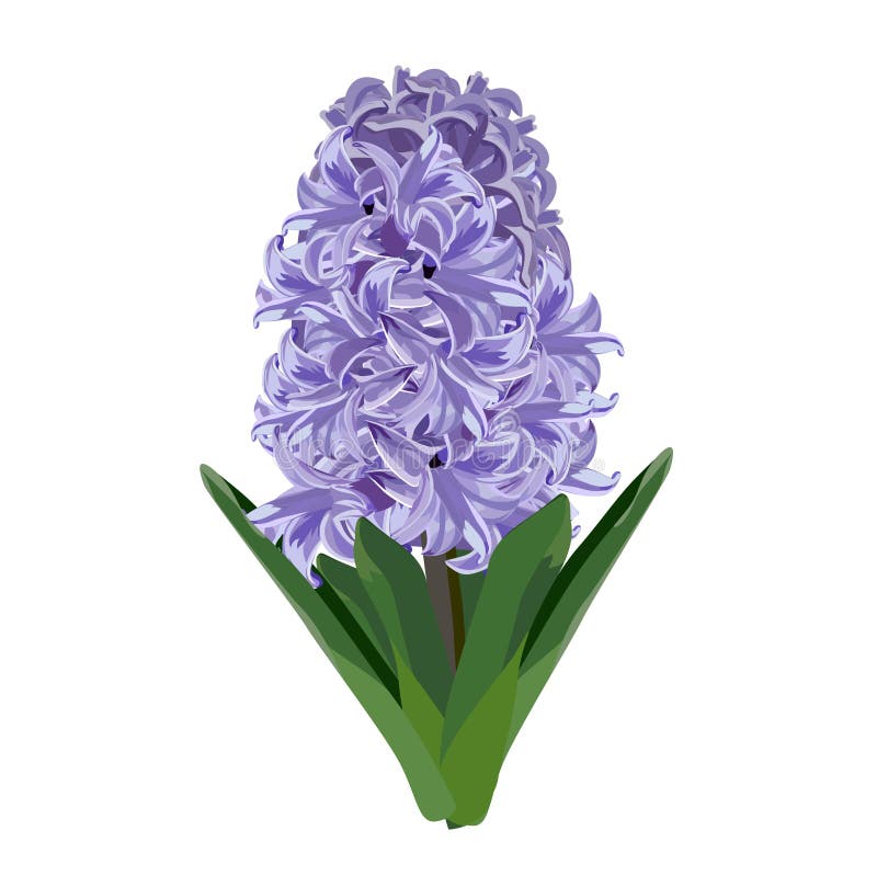 Purple Hyacinth Stock Illustrations – 980 Purple Hyacinth Stock ...