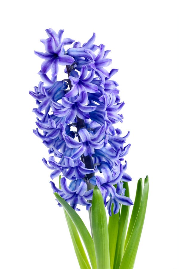 Purple Hyacinth stock image. Image of object, leaf, plant - 38809873