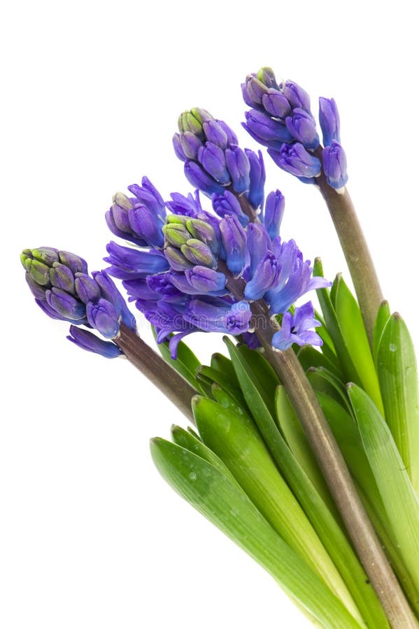 Purple Hyacinths stock image. Image of organic, bunch 17723821