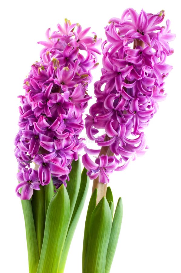 Purple Hyacinths stock photo. Image of botanical, isolated 8002778