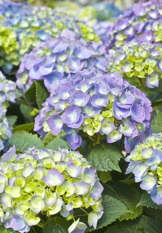 Purple Hydrangea