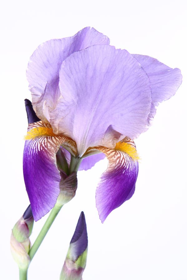 Purple iris