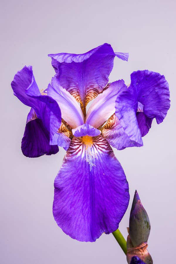 Purple Iris Flag Flower stock photo. Image of plant 30001812