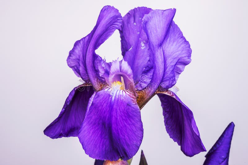 Purple Iris Flower Aka Flag Over Garden Background Stock Photos Free