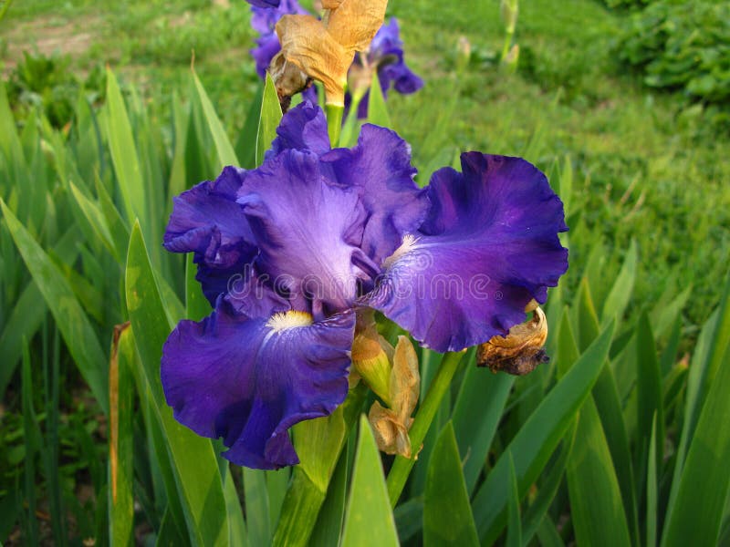 Purple Iris Flower in Bloom Stock Photo Image of vivid, iris 4960012