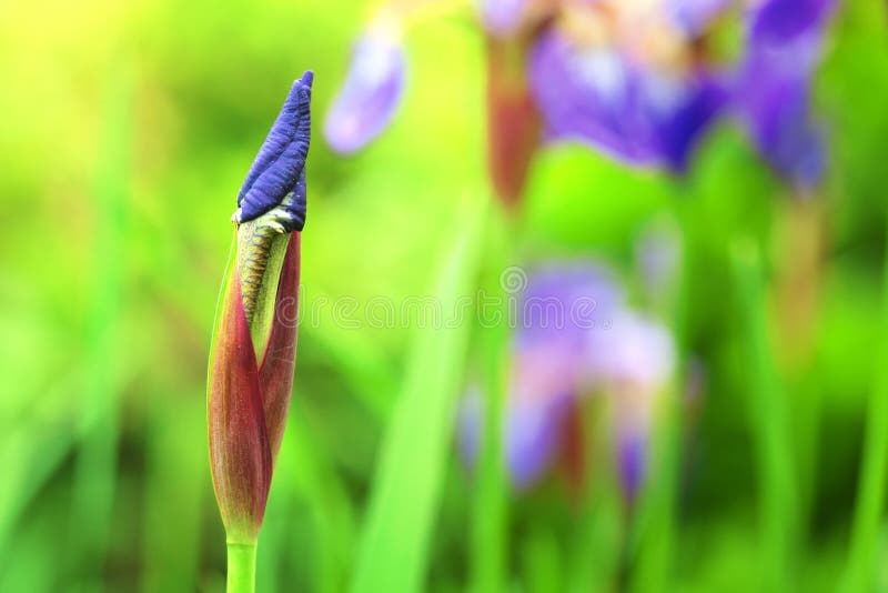 Purple iris flower bud royalty free stock photography Purple iris flower bud royalty free stock photography