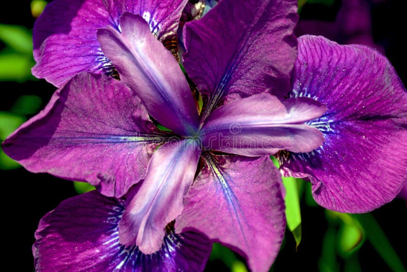 Purple Iris Flower Close Up Stock Photo Image of stamen, blooming 53974920