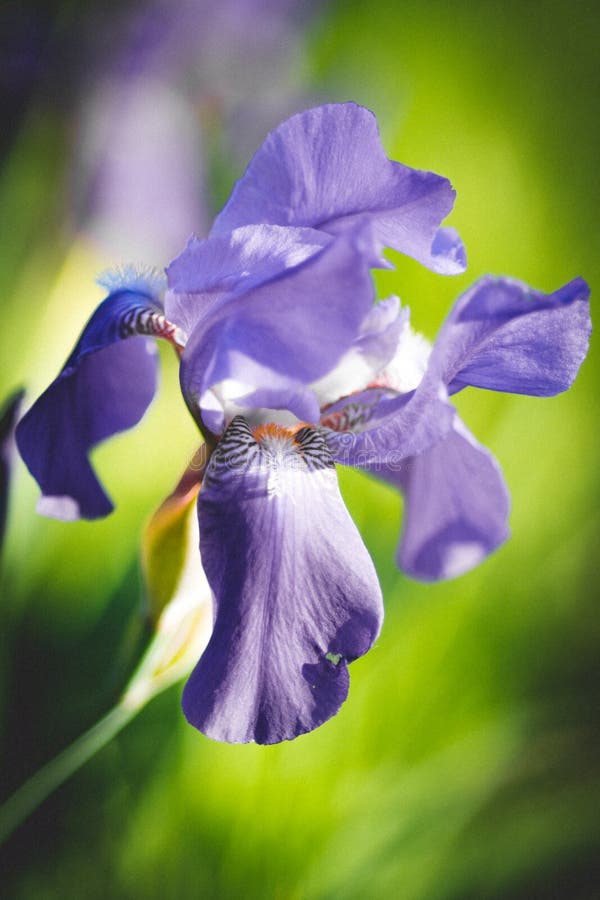 Purple Iris Flower Grow in Spring Sunny Garden Stock Image Image of