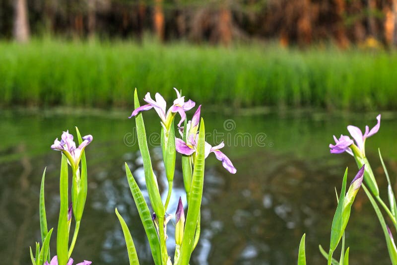 Purple Iris Flower in Lake Martin Louisiana Swamp