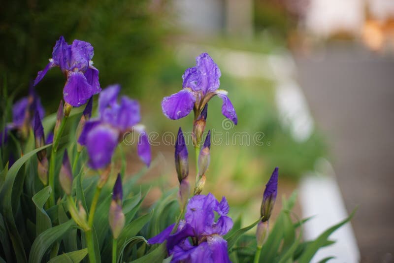 Purple Iris Flowers Grow in a Spring Garden by the Road Stock Photo