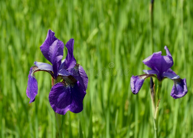 Purple Irises Growing Under Tree Stock Image Image of tree, lighting