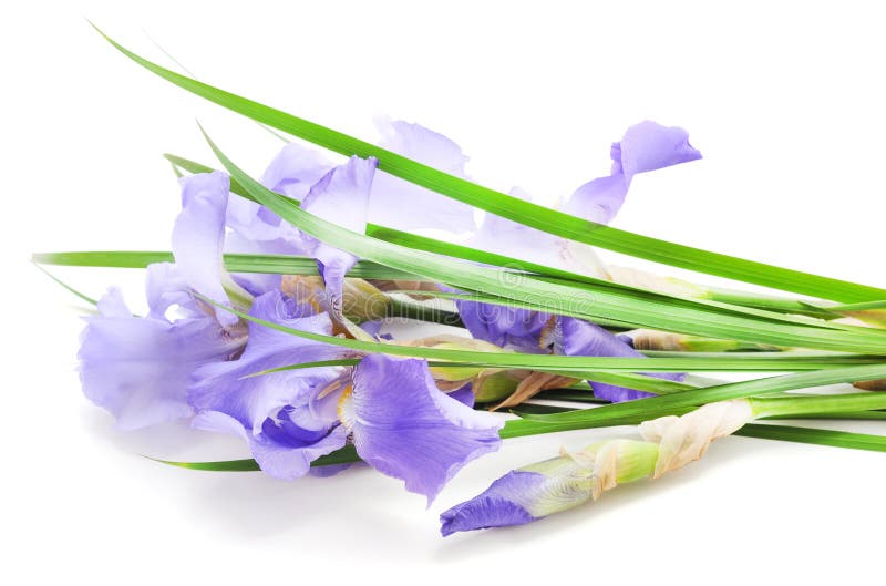 Purple irises in the grass royalty free stock photography Purple irises in the grass royalty free stock photography