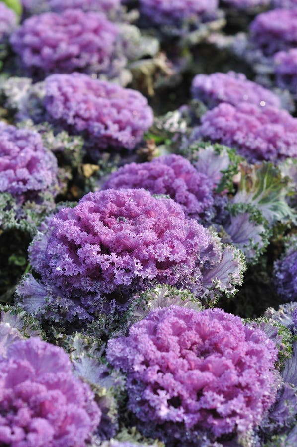 26+ Kale purple Free Stock Photos StockFreeImages