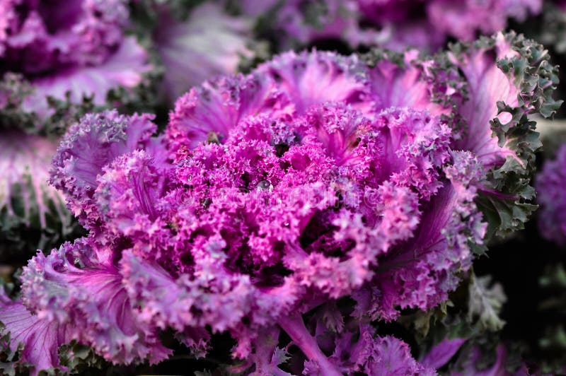 Purple Kale stock image. Image of bright, backgrounds 8442905