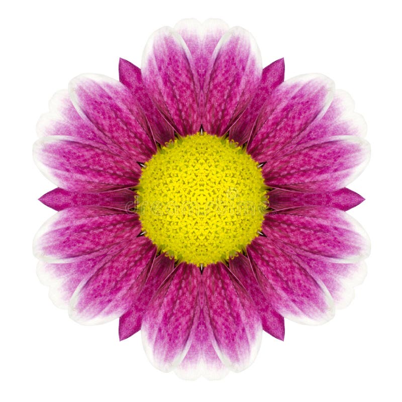 Purple Kaleidoscopic Daisy Flower Mandala Isolated on White