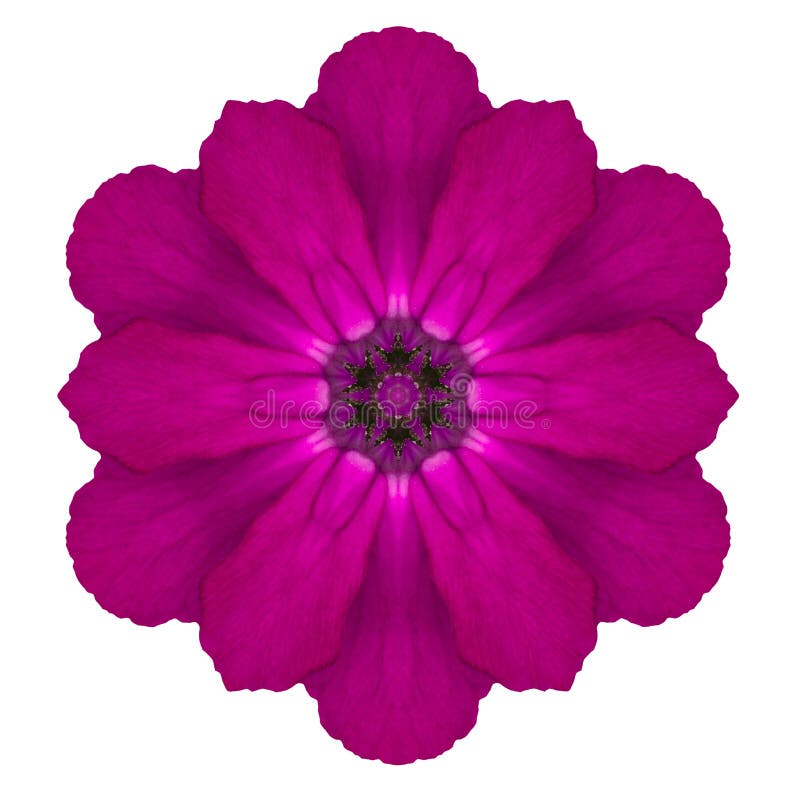 Purple Kaleidoscopic Primrose Flower Mandala Isolated on White