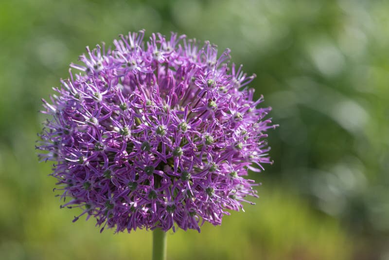 Purple King - Allium Jesdianum - Close-up View Stock Photo - Image of ...