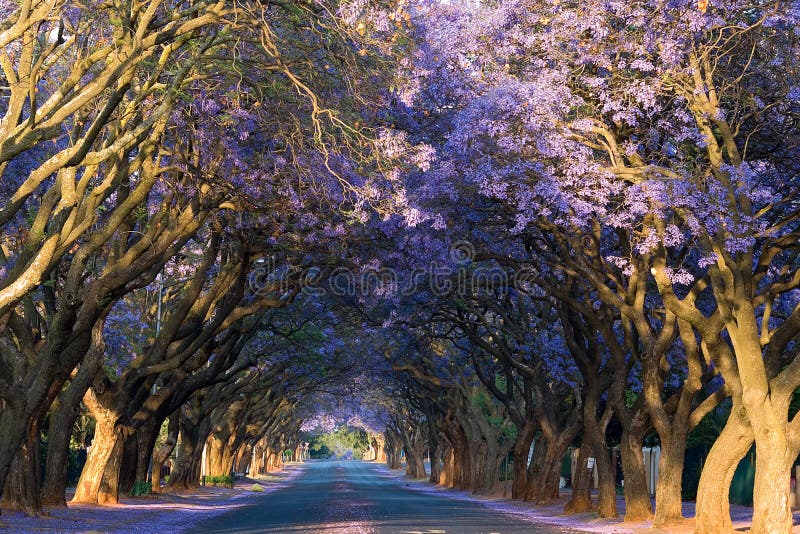 Jacaranda trees in Harare stock photo. Image of view 40281792