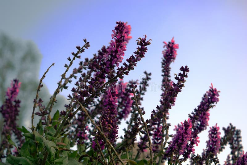 Purple lavender stock image. Image of lavender, blue 92468403