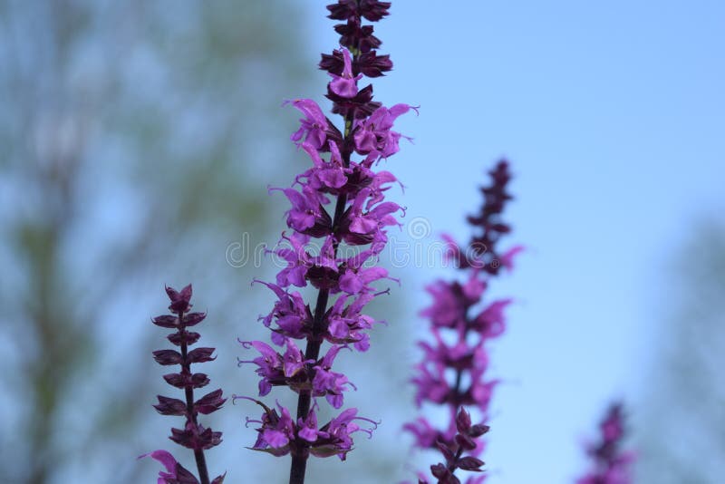Purple lavender stock image. Image of lavender, blue 92468403