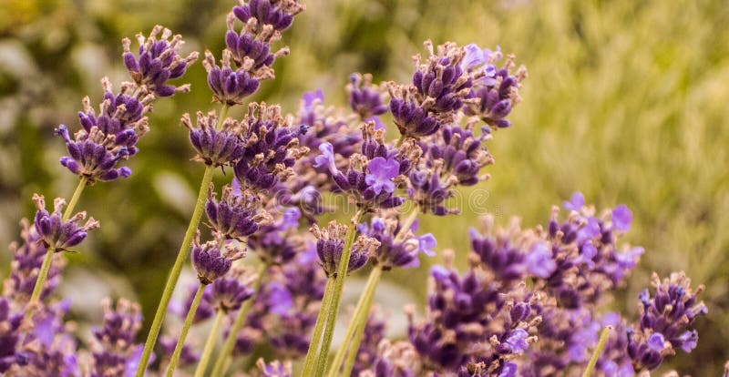 Purple lavender field close up in garden aromatherapy royalty free stock photography Purple lavender field close up in garden aromatherapy royalty free stock photography
