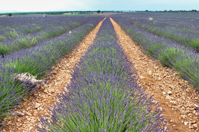 Purple Lavender Fields in Spain Stock Image - Image of green, harvest ...