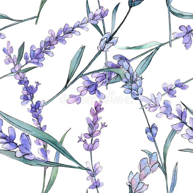 Lavender Botanical Illustration Stock Illustrations – 15,576 Lavender ...