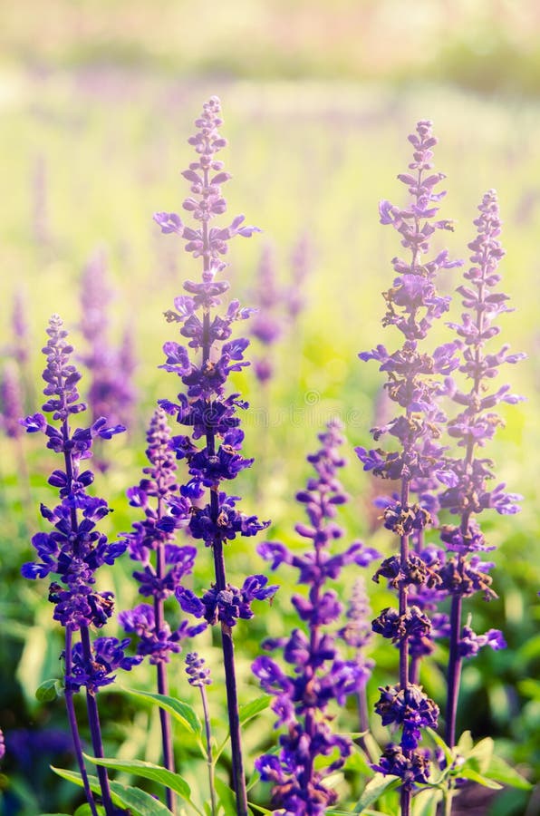 Purple Lavender Flower Blooming Stock Photo Image of crops, rows