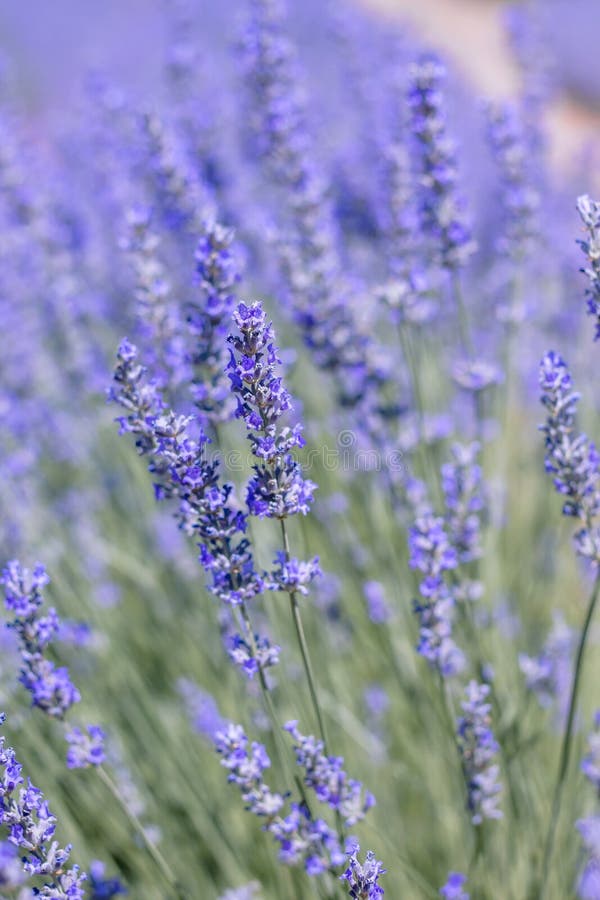 Purple Lavender Flowers in Bloom Stock Image Image of farm, lavandula