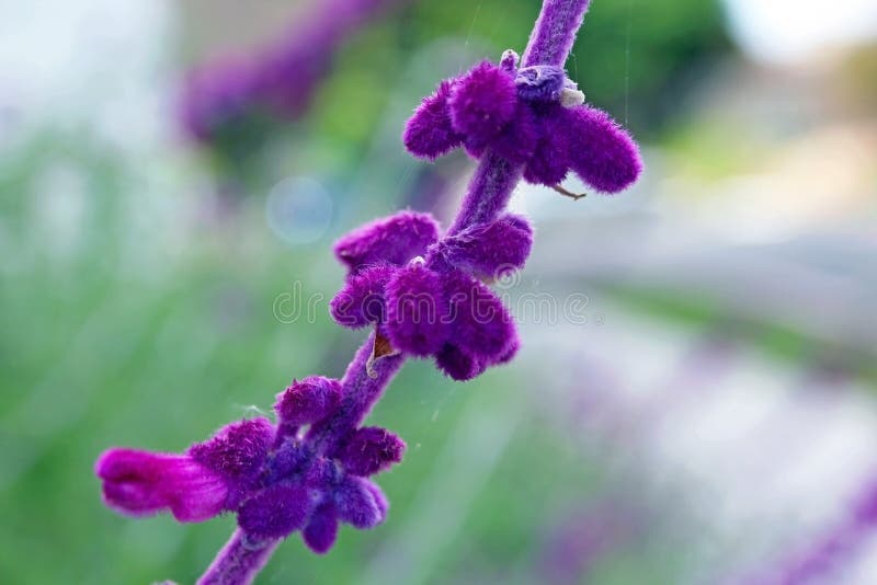 Purple lavender royalty free stock images Purple lavender royalty free stock images