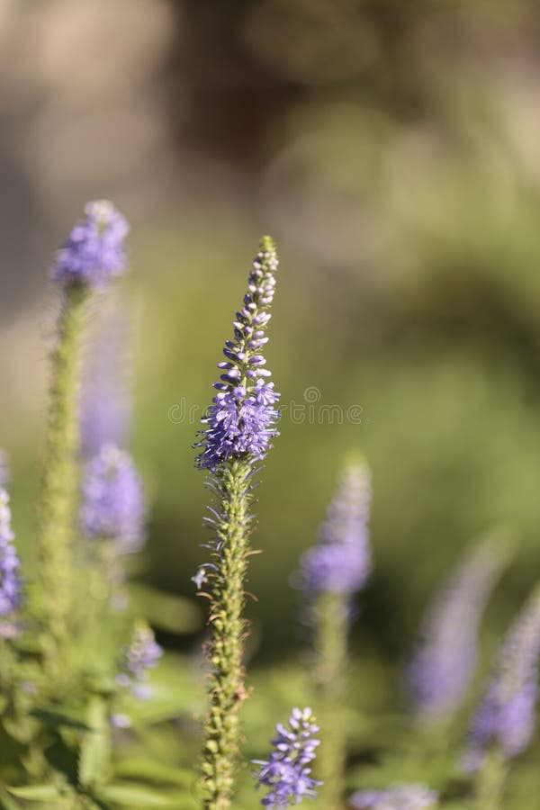 Purple lavender Lavandin flower royalty free stock photography Purple lavender Lavandin flower royalty free stock photography